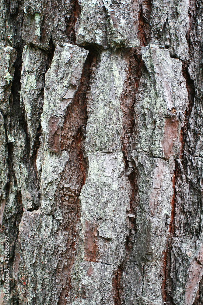 Fototapeta premium Tree bark texture