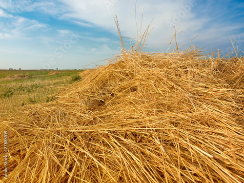 Fototapeta Cut Hay Field