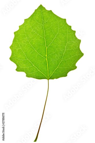 aspen leaf isolated