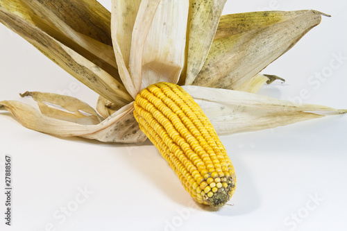 corn mais