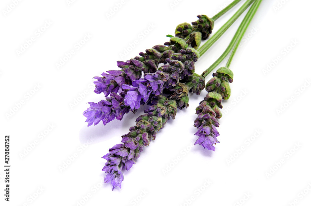 Obraz premium lavender