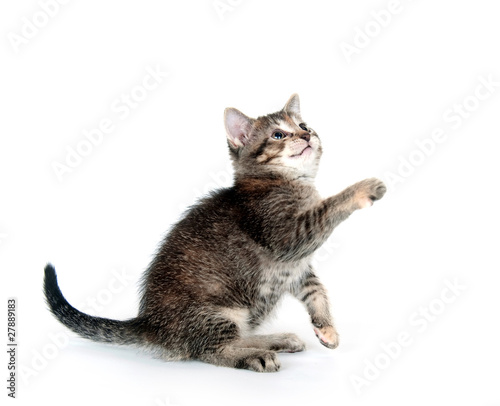 Tabby kitten swinging its paw