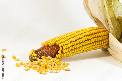 mais corn2