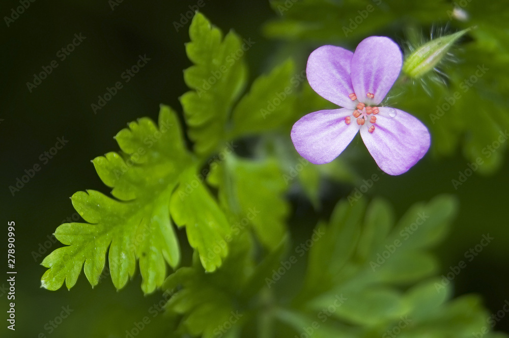 Bodziszek cuchnący Geranium robertianum
