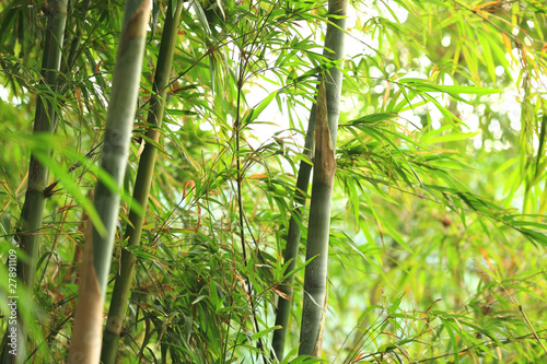 bamboo