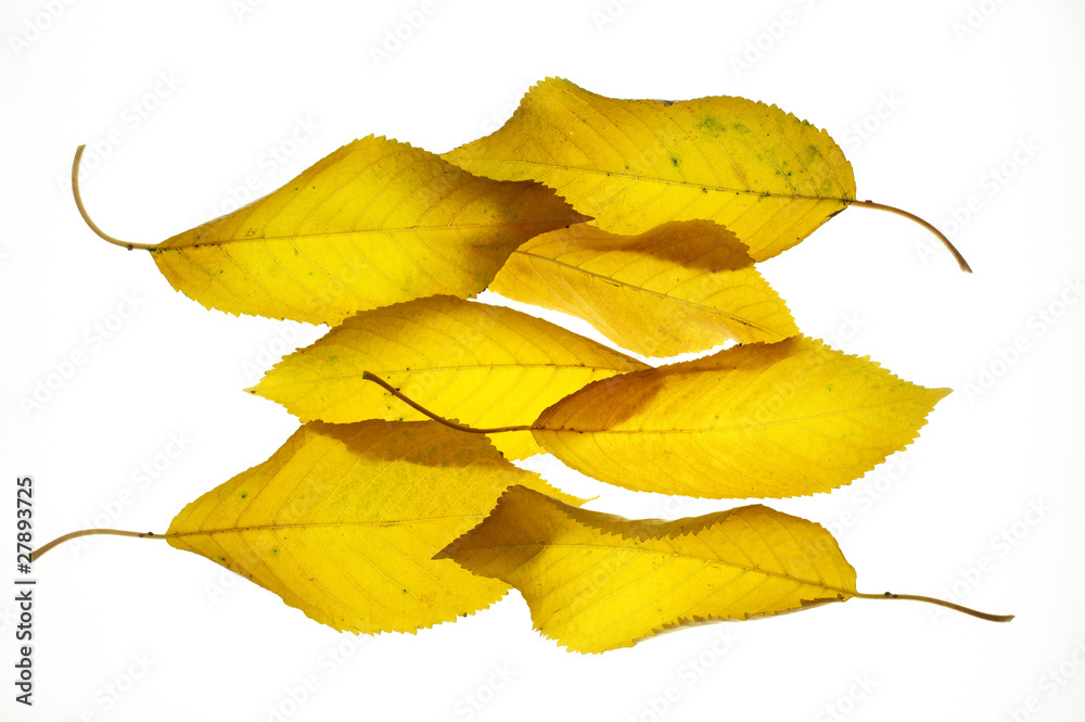Fototapeta premium Autunno