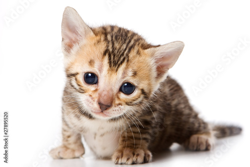 Bengal kitten on white background