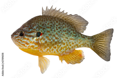 Sunfish