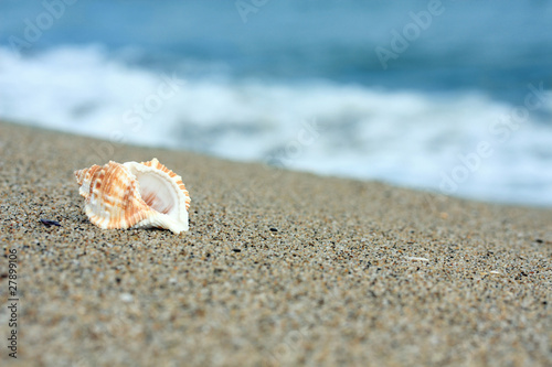 conch at a beach © rookie72