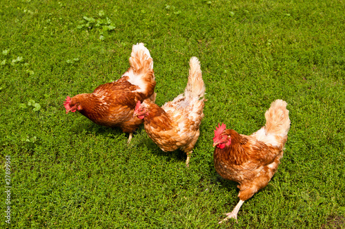 Hühner, Chicken photo