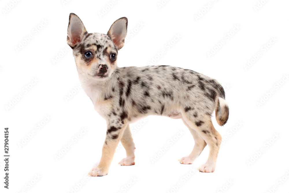 Obraz premium Cute spotted chihuahua