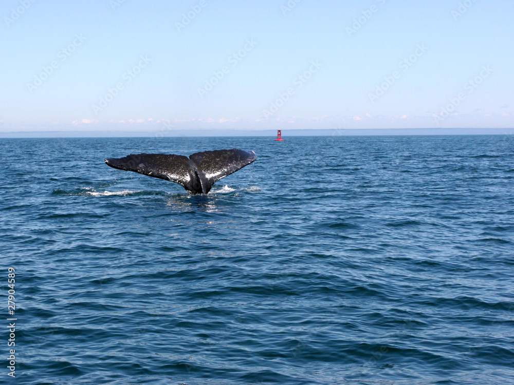 Fototapeta premium Whale’s tail