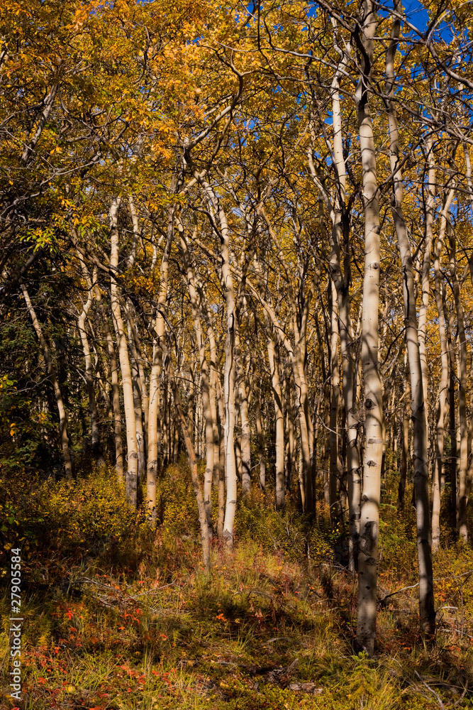 Fototapeta premium Espen forest in fall