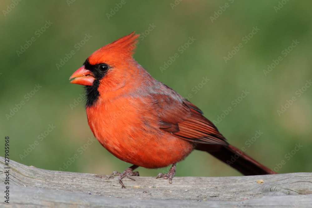 Fototapeta premium Male Cardinal On A Feeder