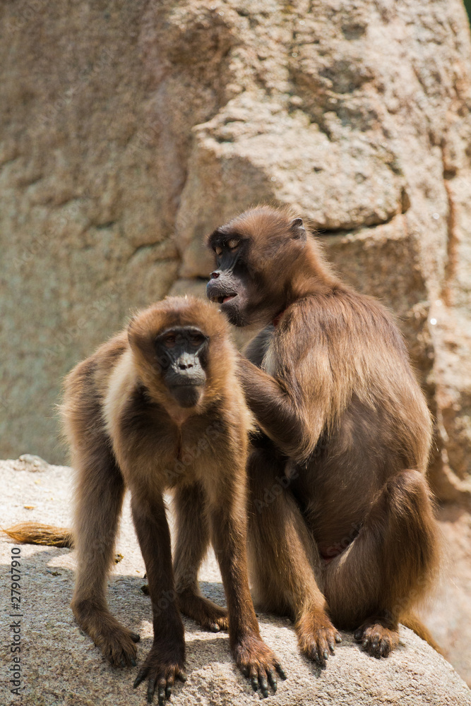 Gelada baboon