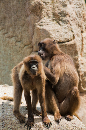 Gelada baboon