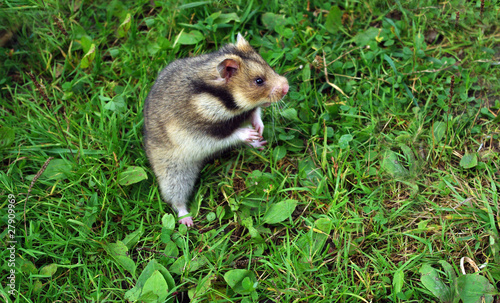 Konstfotografi Ciscaucasian hamster