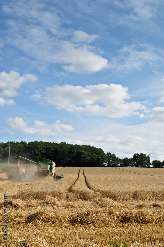 Fototapeta premium Harvesting