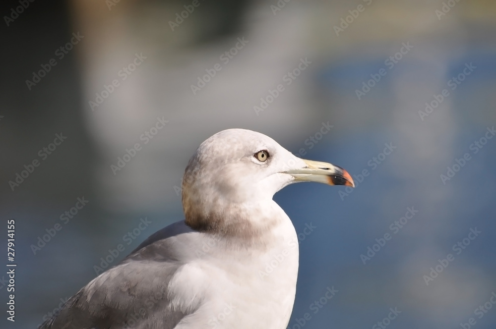 カモメ カモメ
