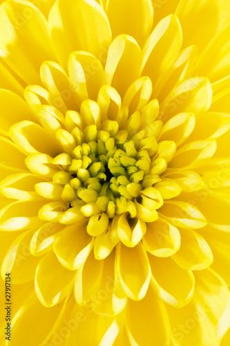 beautiful chrysanthemum