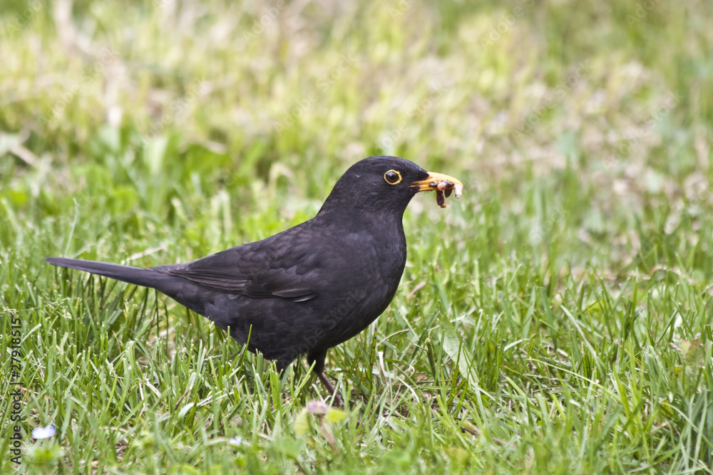 blackbird (turdus merula) blackbird (turdus merula)