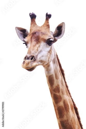female giraffe head and neck isolated on white