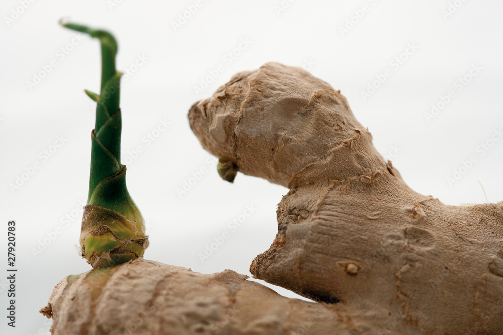Ginger root with burgeon isolated on white background Ginger root with burgeon isolated on white background