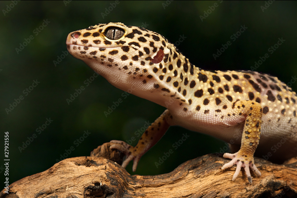 Obraz premium Gecko