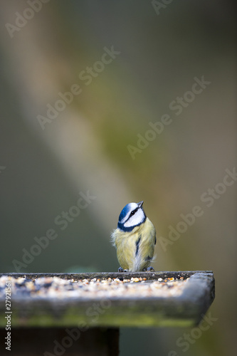 Bluetit Looking Up photo