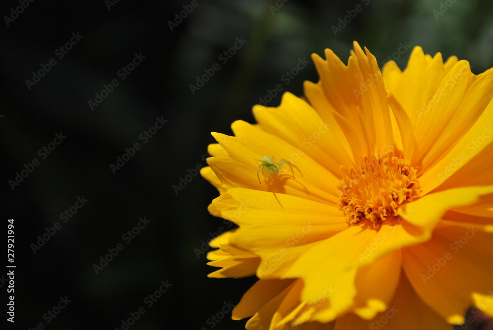Obraz premium araigné crabe Misumena vatia sur Coreopsis grandiflora