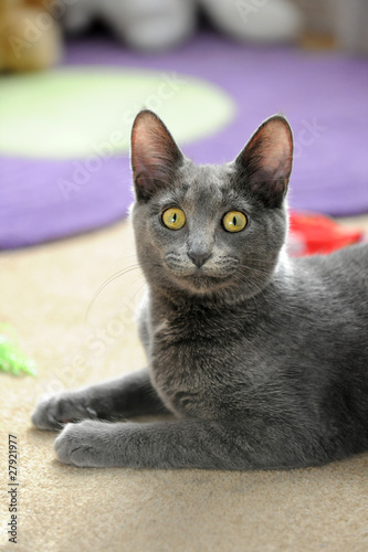 Fototapeta Naklejka Na Ścianę i Meble -  Domestic Cat