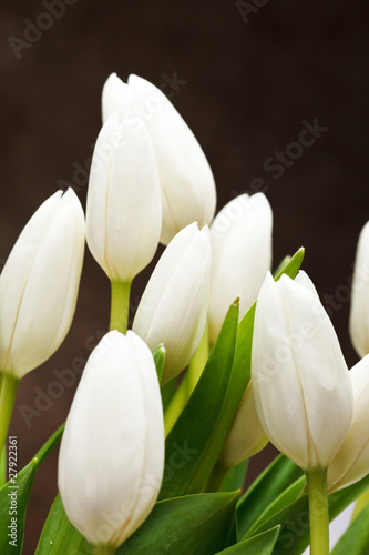 Fototapeta Naklejka Na Ścianę i Meble -  beautiful tulips