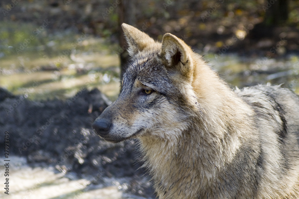 European grey wolf (Canis lupus lupus) European grey wolf (Canis lupus lupus)