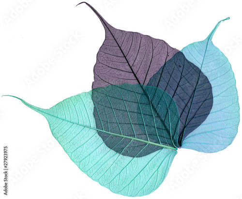 skeleton of dry leaf