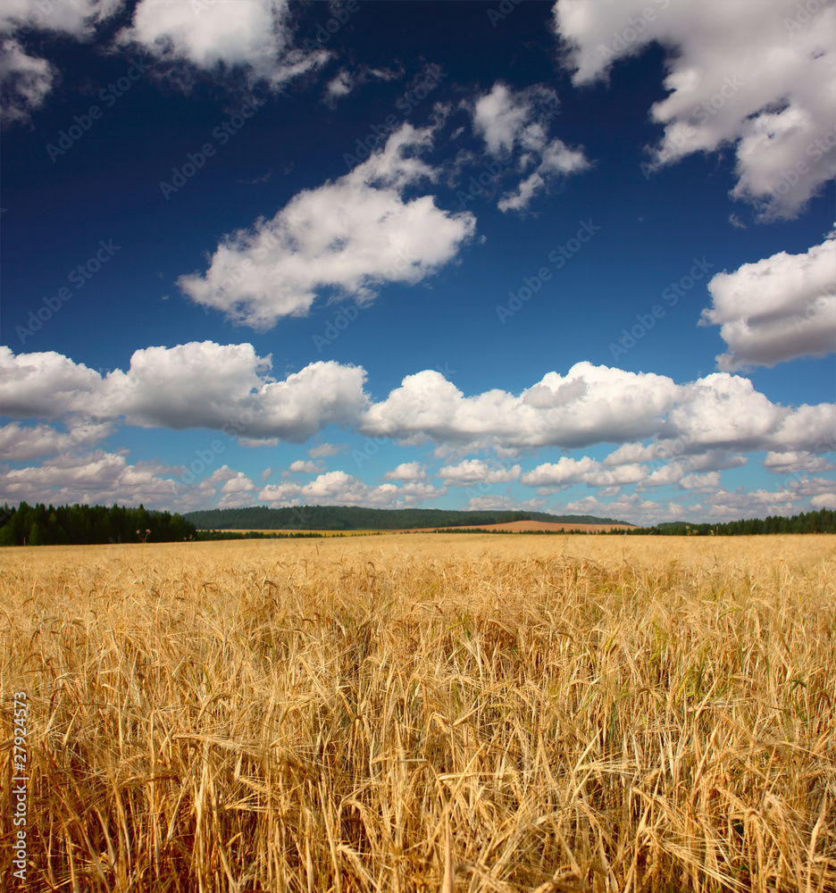 Ripe yellow wheat and blue sky with clouds