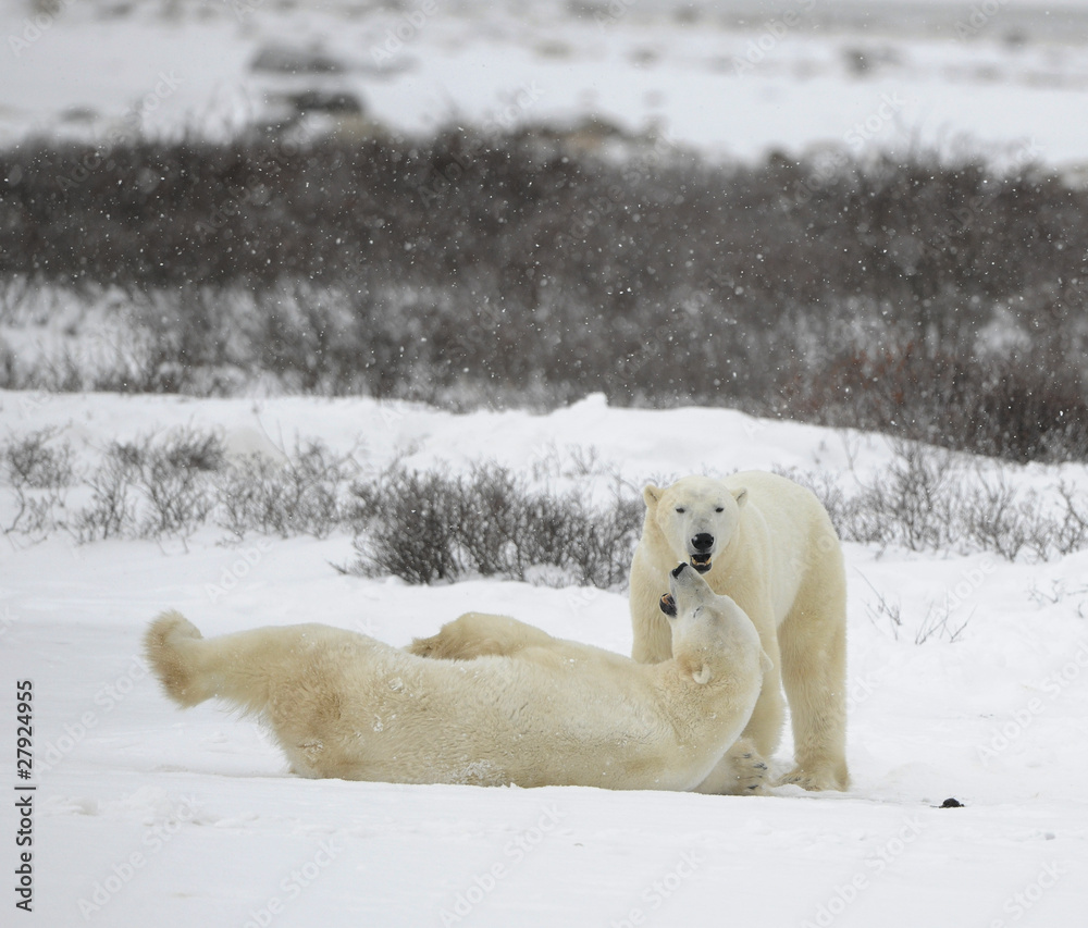 The couple of polar bears relaxes.