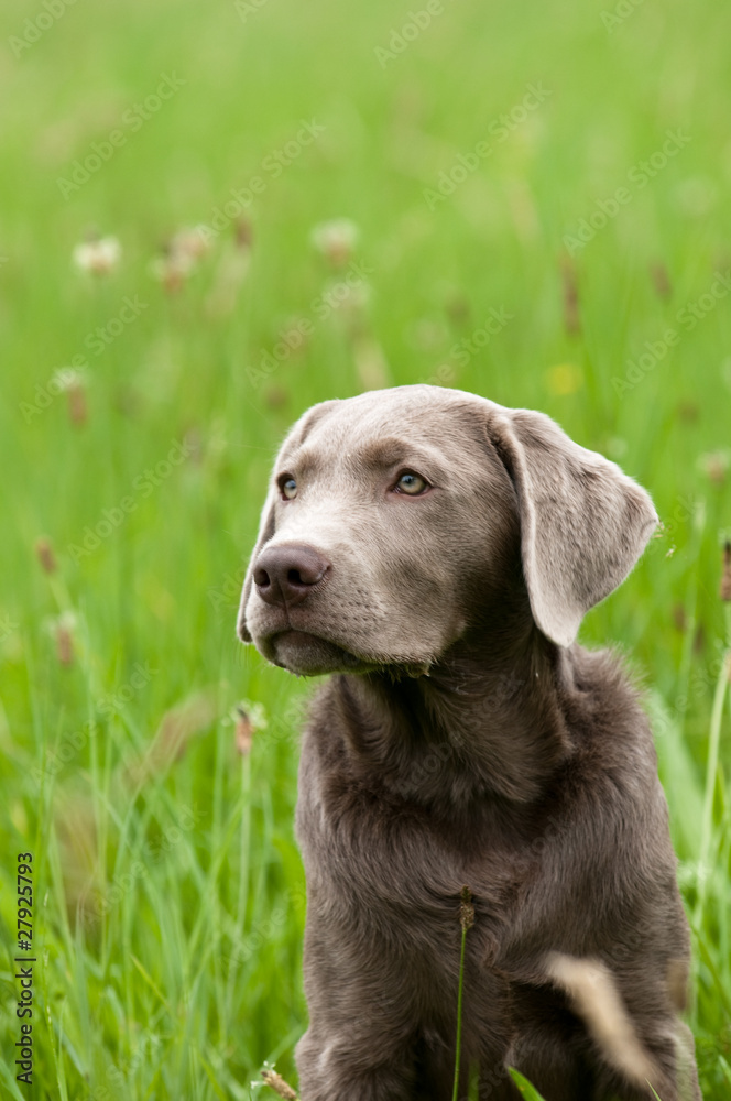 Labrador, silbergrau, Apportierhund, Jagdhund