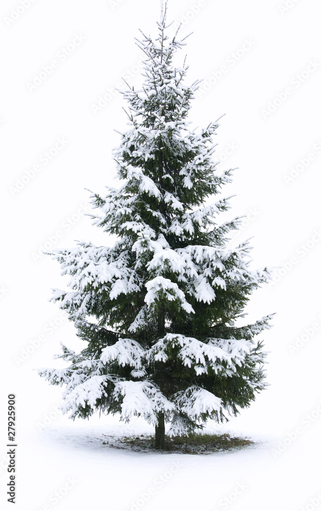 Christmas tree Christmas tree