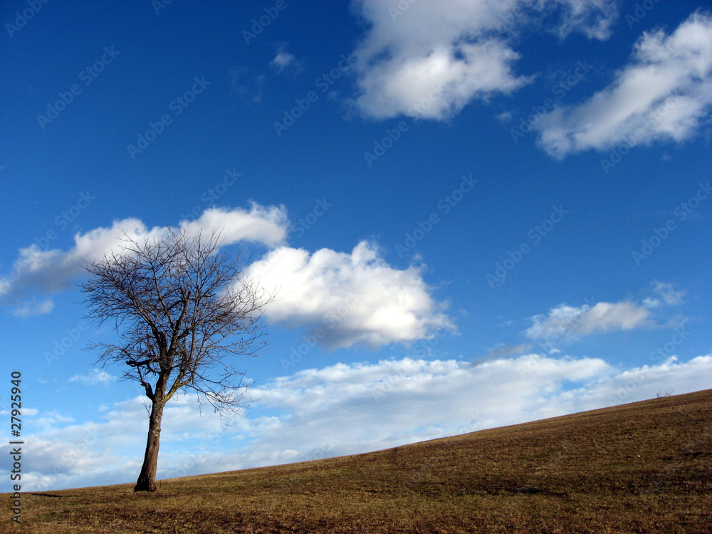 solitary tree in the countryside