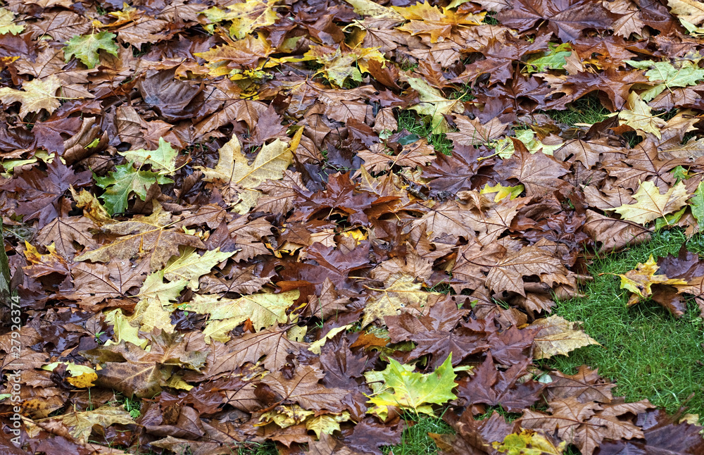 leaves leaves