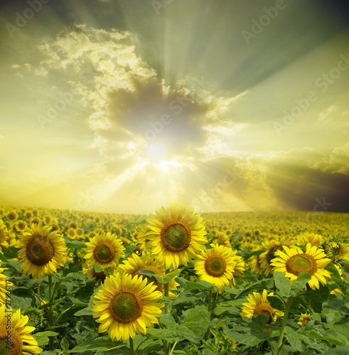 Fototapeta Naklejka Na Ścianę i Meble -  sunflowers