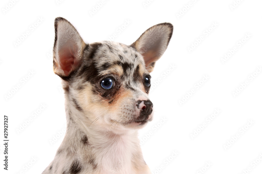 Cute spotted chihuahua