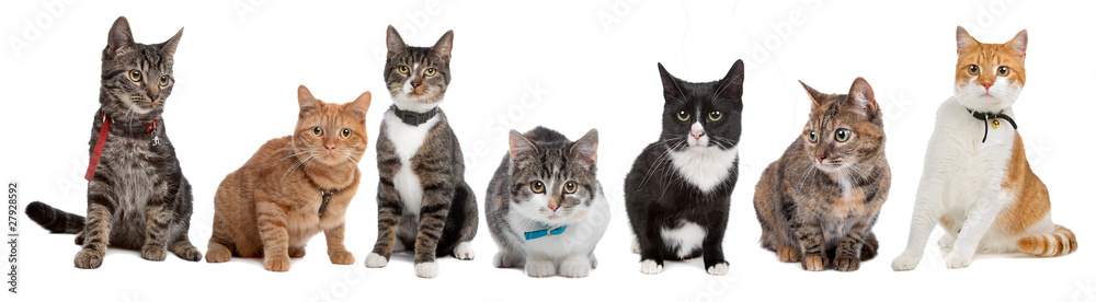 Group of cats - obrazy, fototapety, plakaty 