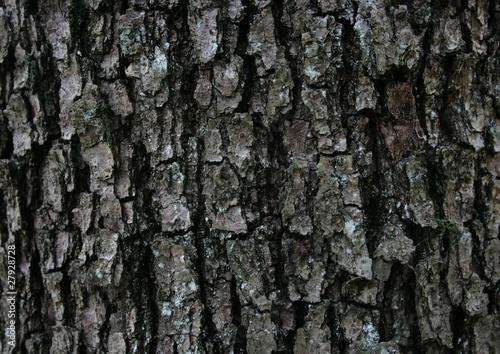 Pine Bark Texture