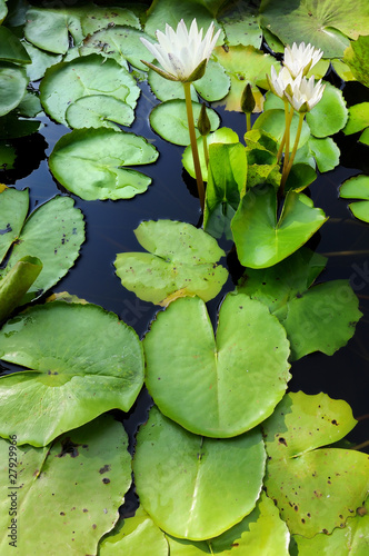 Lotus Thai.Beautiful fresh water for the garden.