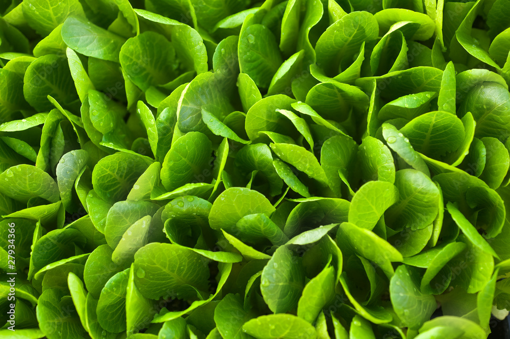 background with lettuce sprouts background with lettuce sprouts