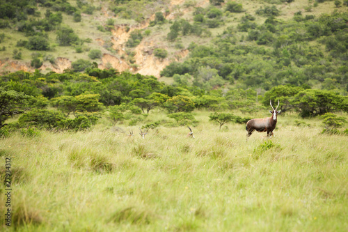 antelope kudu