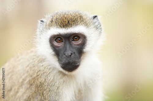 portrait of monkey