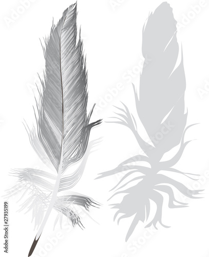 gray feathers with shadow