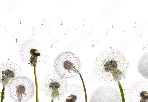 white dandelions field